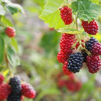 ブラックベリー,友人宅,バラ科,あっ火曜日,真っ赤な火曜日の画像