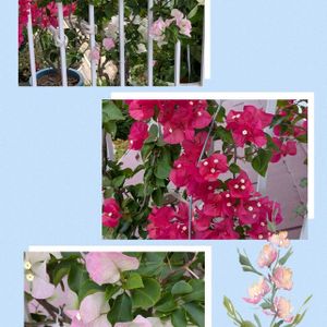 花木,植木鉢,花いろいろ,バラと夢CLUB,おうち園芸の画像