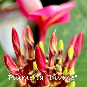 Plumeria "Divine",グリーンファームあい菜フローラ店,車庫の画像