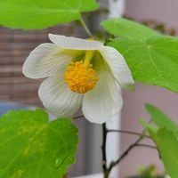 アブチロン,テラスの画像