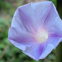 アサガオ,マーガレット,朝顔,アサガオ（朝顔）,幸せの青い花の画像