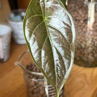 サトイモ科,アロカシア,アロカシア,アロカシア アズラニー,観葉植物の画像