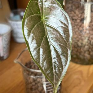 サトイモ科,アロカシア,アロカシア,アロカシア アズラニー,観葉植物の画像