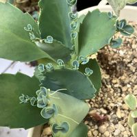 子宝弁慶草,子宝草,多肉植物,カランコエ属,ベランダガーデニングの画像