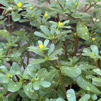 スベリヒユ,スベリヒユ,梅(うめ),梅干し,梅雨明けの画像