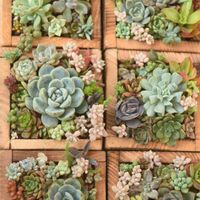 多肉植物,多肉寄せ植え,エケベリア属,植中毒,タニラーの画像
