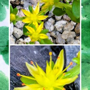  ツルマンネングサ, ツルマンネングサ,小さな花壇,花のある暮らし,植物好きの画像