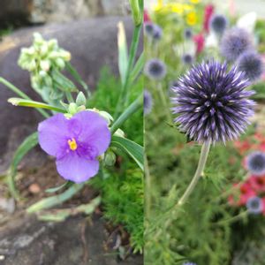 ムラサキツユクサ,ルリタマアザミ,ガーデニング,種から,小さな花壇の画像
