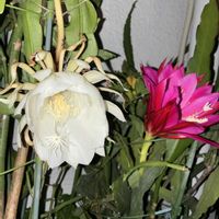 クジャクサボテン,月下美人,月下美人,孔雀サボテン,いつもありがとうの画像