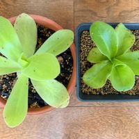 ムシトリスミレ,Pinguicula gigantea,Pinguicula Smiling Beauty,Pinguicula agnata,Pinguicula Isokoの画像