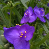 地植え,紫色の花,薄紫色の花,今日のお花,庭の画像