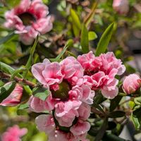 ギョリュウバイ,御柳梅,ベランダガーデニング,ピンクの花,八重咲きの画像