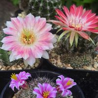 サボテン,花サボテン,綾衣,多肉植物,サボテンの花の画像