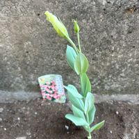 トルコキキョウ,トルコキキョウの画像