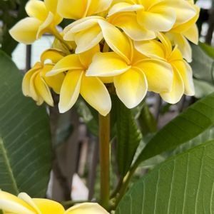プルメリア,花芽,花のある暮らし,熱帯植物,元気に育ててますよの画像