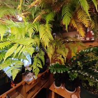 ザミオクルカス,キンモウコウ,ジオ・ゴールデン・ボバイン,観葉植物,シダ植物の画像