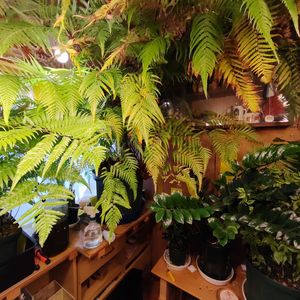 ザミオクルカス,キンモウコウ,ジオ・ゴールデン・ボバイン,観葉植物,シダ植物の画像
