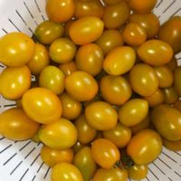 ミニトマト,ミニトマト,ブロッコリー, 中玉トマト, 中玉トマトの画像