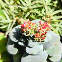 呂千絵,赤花呂千絵,多肉植物,観葉植物,クラッスラ属の画像