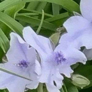 ムラサキツユクサ,花いちご,パイナップルりりー,花壇,今日のお花の画像
