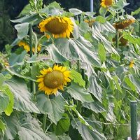 花のある暮らし,植物のある暮らしの画像