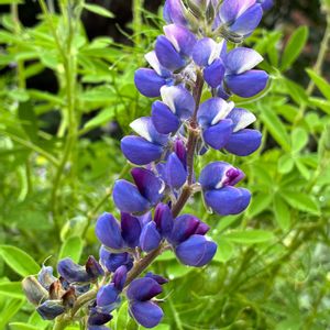 ルピナス,ルピナス,公園,鉢植え,花壇の画像