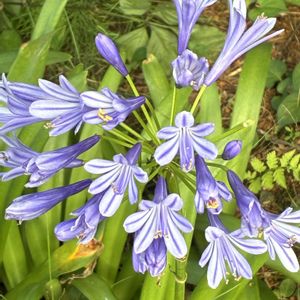 アガパンサス,アガパンサス   ブルー,多肉植物,多肉大好き,花のある暮らしの画像