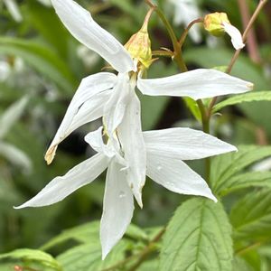 ミツバシモツケ,ミツバシモツケ,公園,鉢植え,花壇の画像