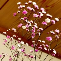かすみ草,花のある暮らし,緑のある暮らし,iPhone撮影,ピンク❤︎ピンクの画像