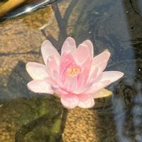 温帯スイレン,温帯睡蓮 ペリーズベイビーレッド,ベランダの画像