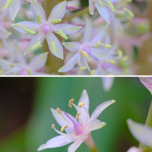 パイナップルリリー,広い庭の画像