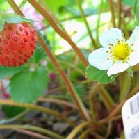 イチゴ,イチゴ 蜜香,花のある暮らし,サントリー本気野菜,無農薬栽培の画像