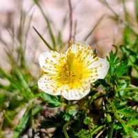 チングルマ,地衣類,山野草,登山,花のある暮らしの画像