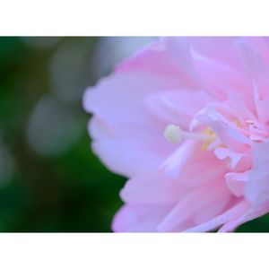 八重ムクゲ,広い庭の画像