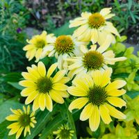 エキナセアサンシャインイエロー,花のある暮らし,宿根草の庭,旭川,小さな庭の画像