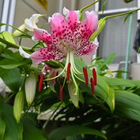 カノコユリ,球根,球根植物,花のある暮らし,園芸男子の画像