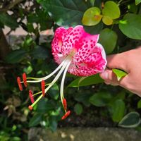 カノコユリ,球根,球根植物,花のある暮らし,園芸男子の画像