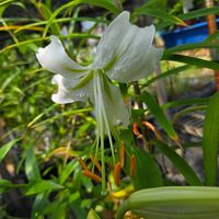 カノコユリ,球根,球根植物,花のある暮らし,園芸男子の画像