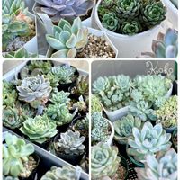 多肉植物,癒し,植物のある暮らし,多肉植物のある暮らし,植物大好きの画像