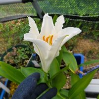 ユリ,タモトユリ,球根,球根植物,花のある暮らしの画像