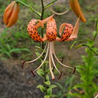 オニユリ,ユリ,球根,球根植物,花のある暮らしの画像