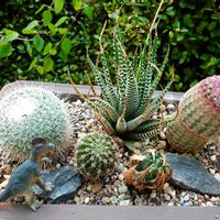 ハオルチア,十二の巻,紫太陽,白菊の舞,名無しのサボテンの画像