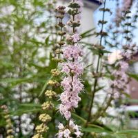 西洋ニンジンボク,花のある暮らし,小さな庭の画像