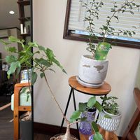 ソフォラ　リトルベイビー,ウンベラータ,フィカスパルメリー,わが家の観葉植物❢の画像