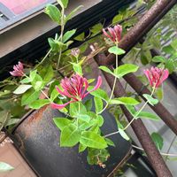 ハニーサックル,ナチュラルガーデン,いい香り,お庭の花たち,宿根草の庭の画像