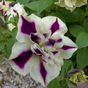 ペチュニア ピスタチオパフェ,ガーデニング,花のある暮らし,おうち園芸,ペチュニア　ピスタチオパフェの画像