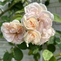 ハニーサックル,シンベリン,ハニーサックル・セロチナの画像