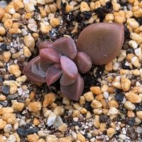 多肉植物,葉挿しの画像