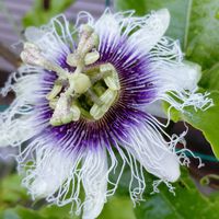 パッションフルーツ,果樹,紫の花,優しい時間,❤️ありがとうございます❤️の画像