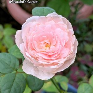 バラ,バラ,ガーデニング,花のある暮らし,バラのある暮らしの画像